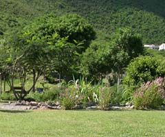 The Park's lush vegetation
